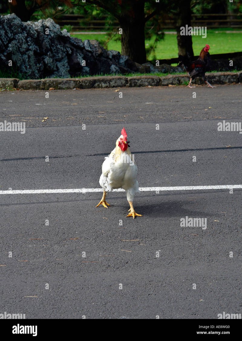 Chicken road nederland, chicken road game Chicken road nederland, chicken road game